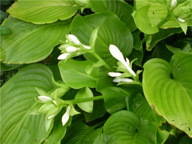 hosta